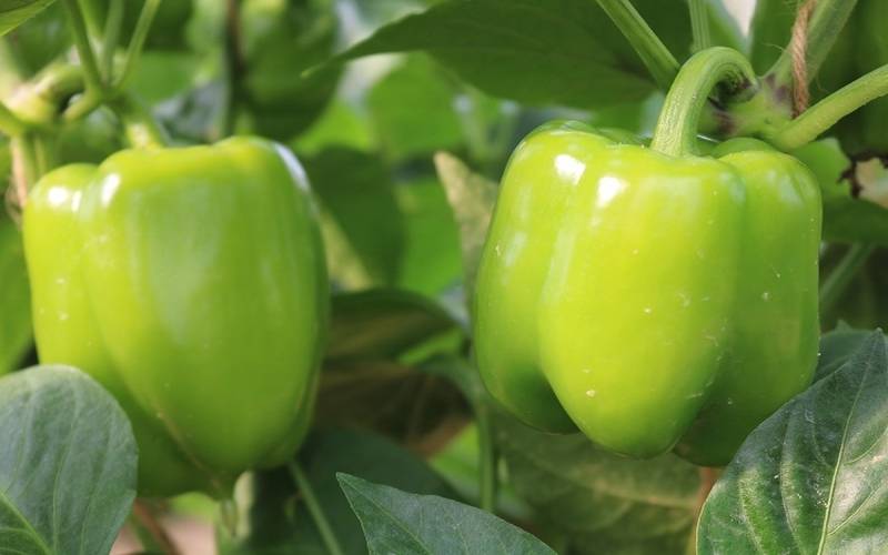 آغاز صادرات فلفل گلخانه‌های جنوب کرمان به کشورهای اروپایی و آسیایی